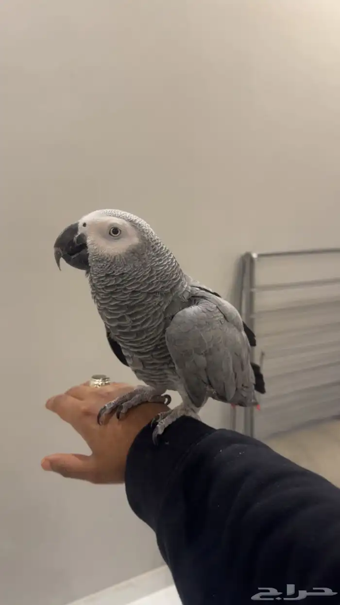 كاسكو متكلم جرىء 4