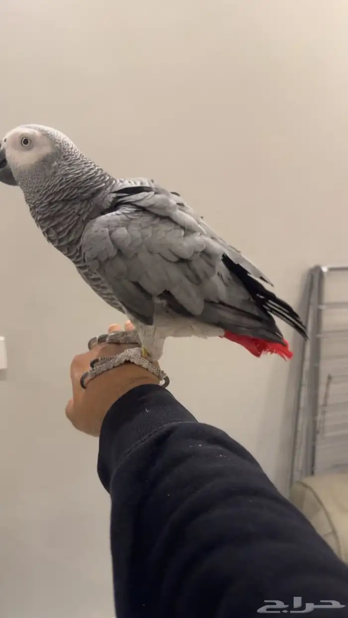 كاسكو متكلم جرىء 6