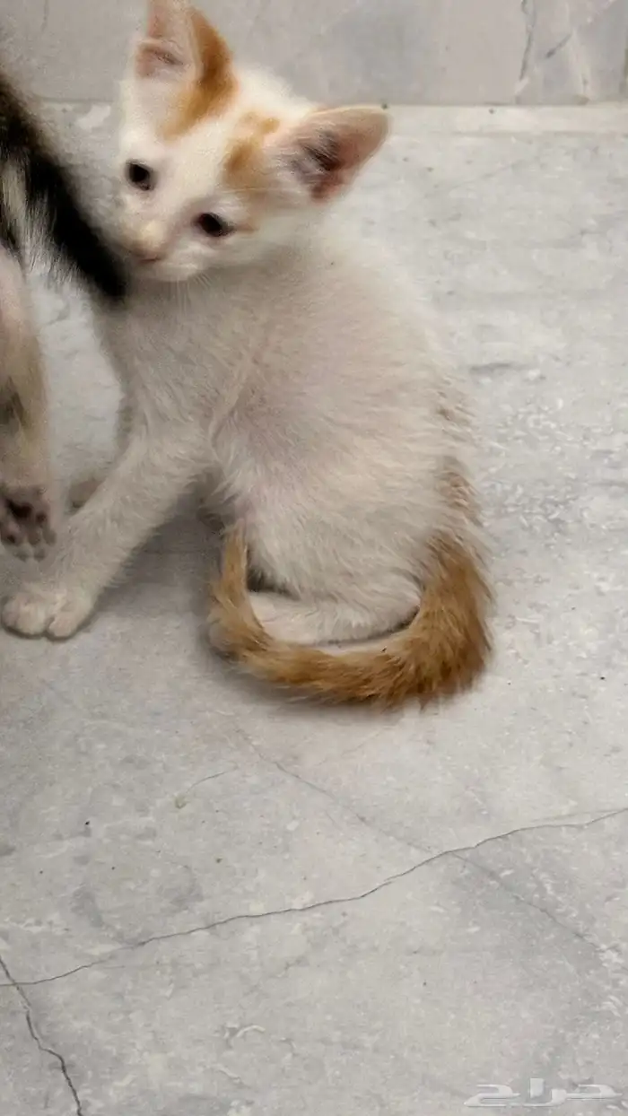 قطط للتبني 19