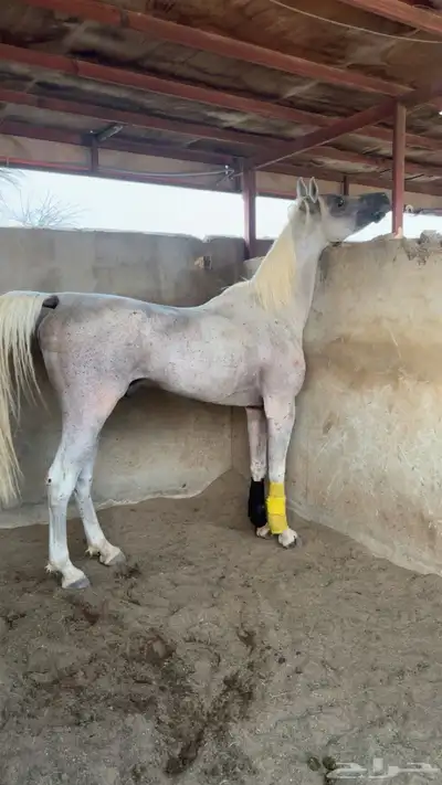 حصان كفووو اللي ي دور الزين لايفوته index