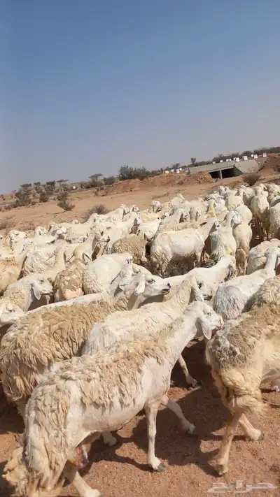 غنم حري حرش index