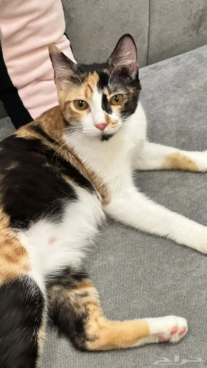 قطط للتبني 16