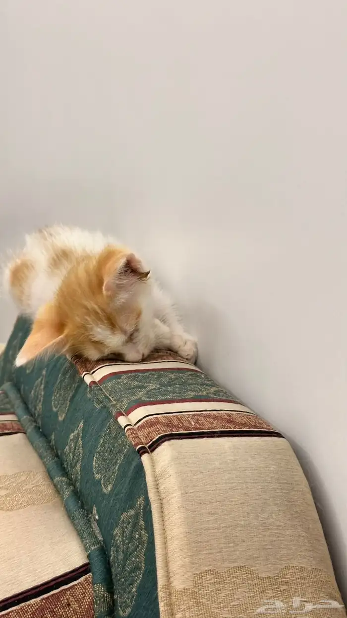 قطط للتبني 22