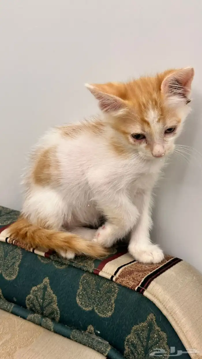 قطط للتبني 23