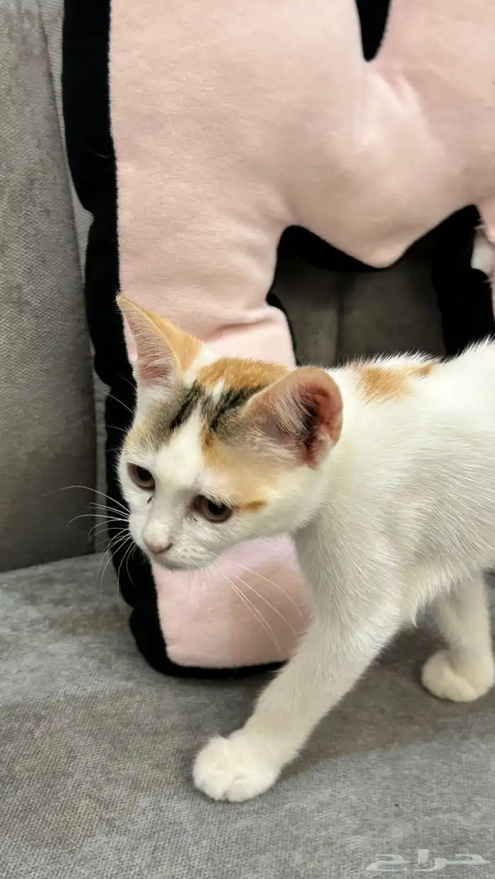 قطط للتبني 11