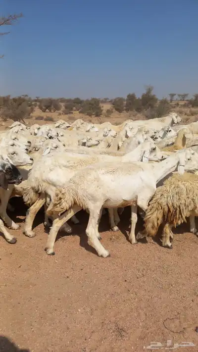 ضان حريات مقنوي طيبه index