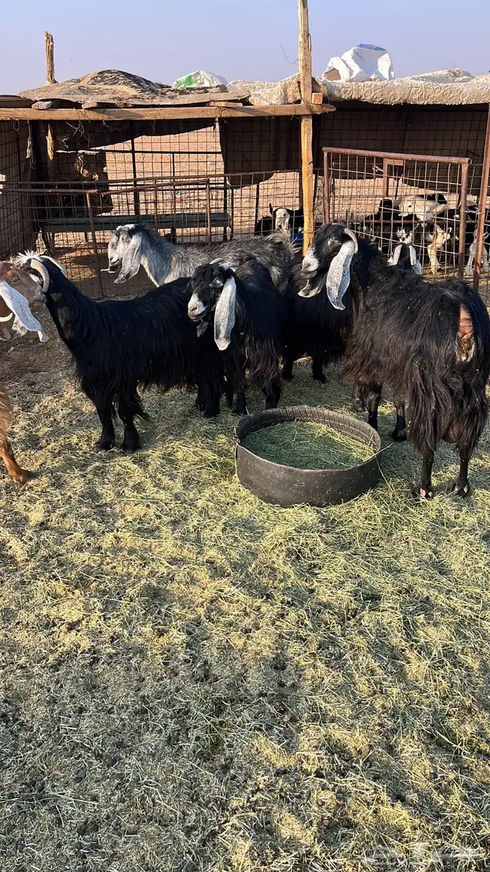 معزا عوارض ومشاريك 5