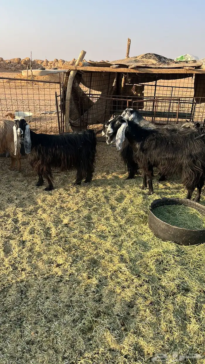 معزا عوارض ومشاريك 1