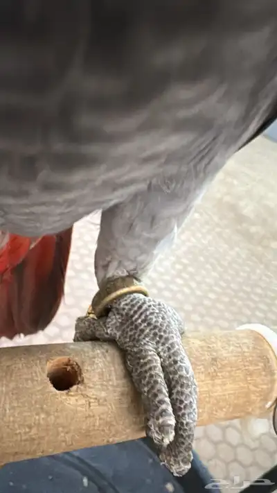 طير كاسكو افريقي index