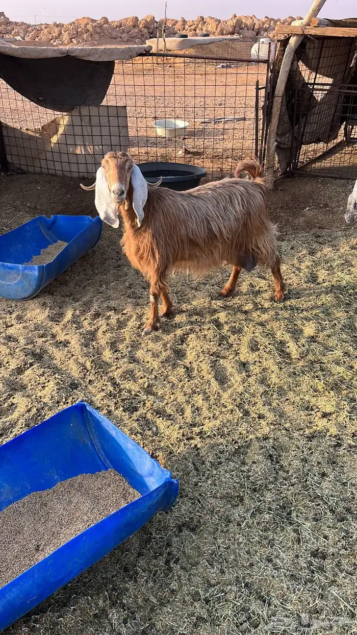 معزا عوارض ومشاريك 3