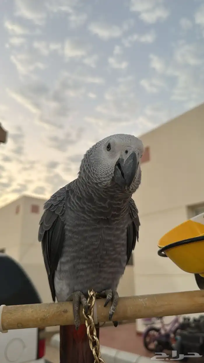 طير كاسكو افريقي 0