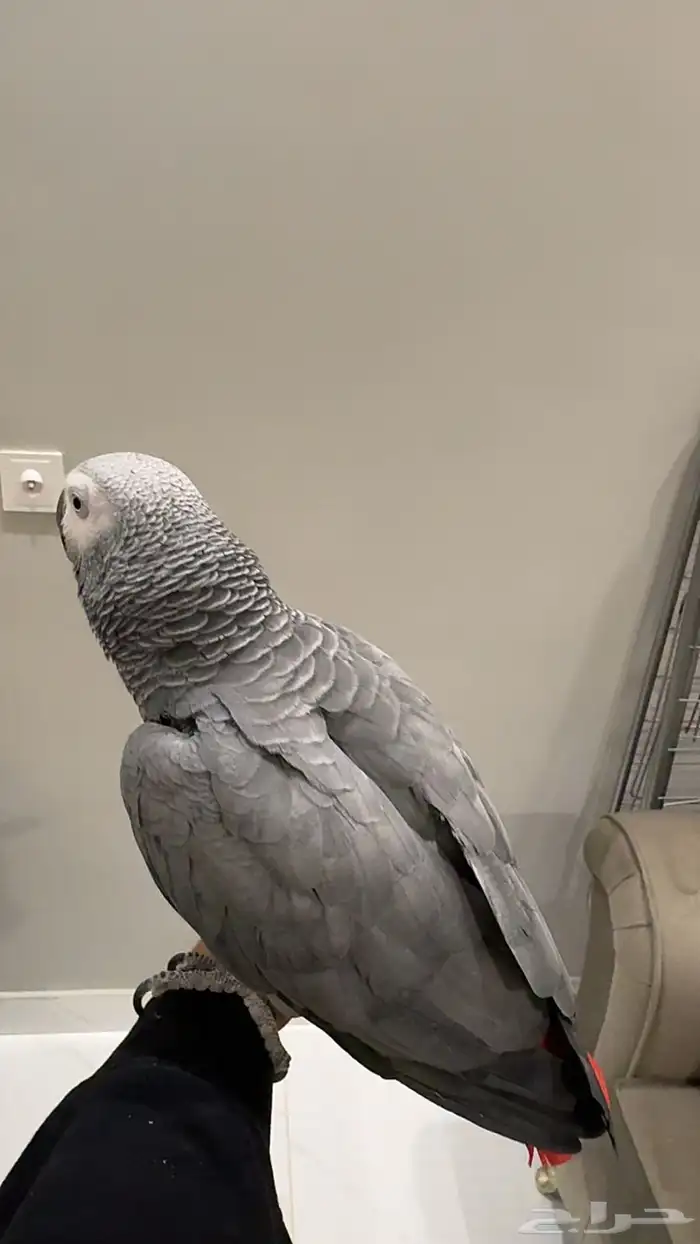 كاسكو متكلم جرىء 1