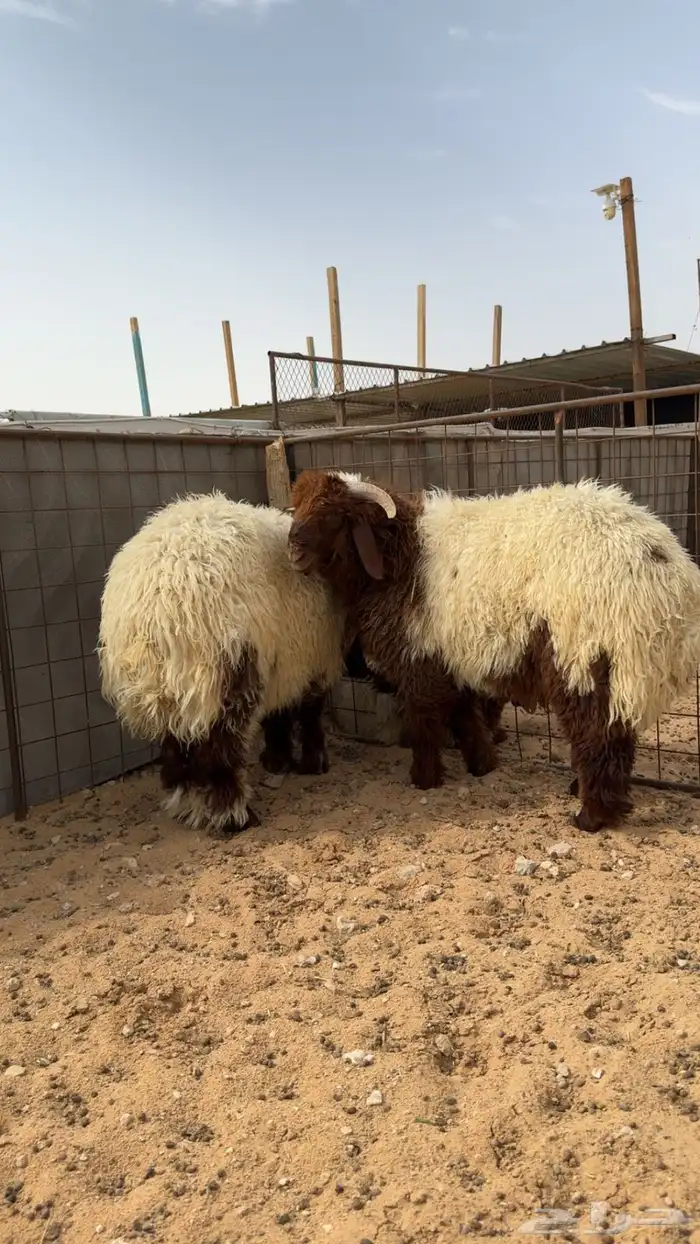 ذبايح نعيم   تابي و تمارا 13