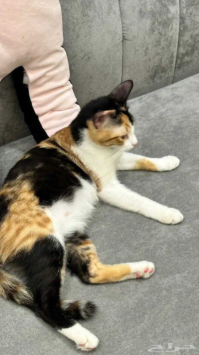 قطط للتبني 17