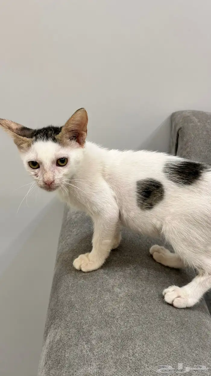 قطط للتبني 9