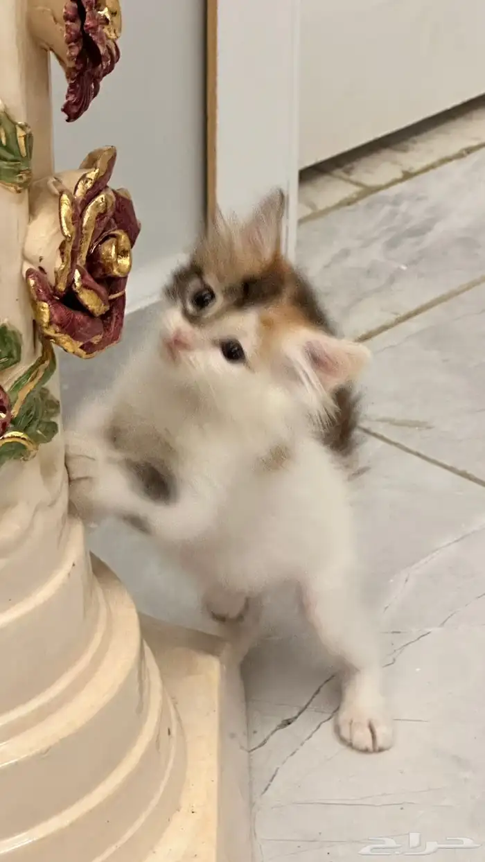 قطط للتبني 13