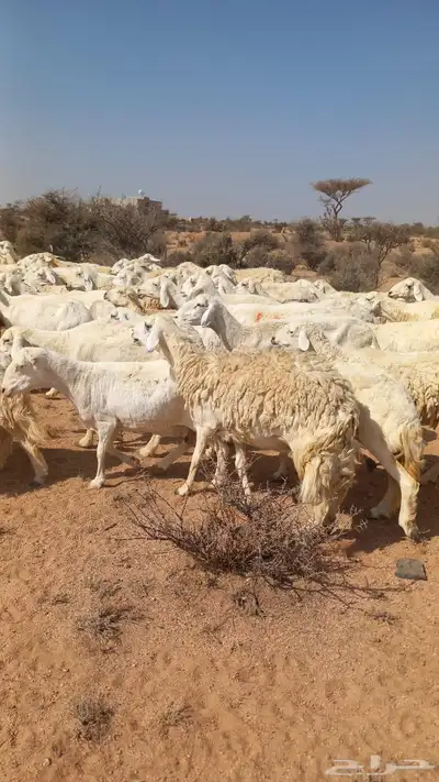 غنم حري حرش index