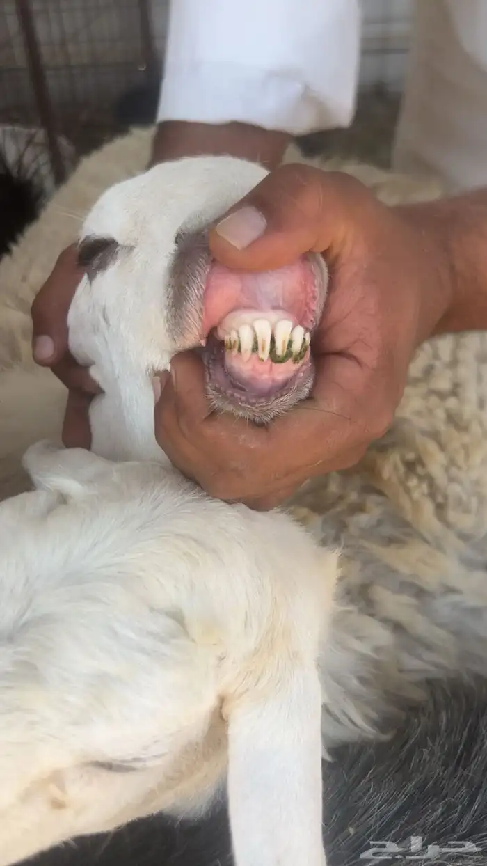 رخال حرش مضاريع تم البيع 3