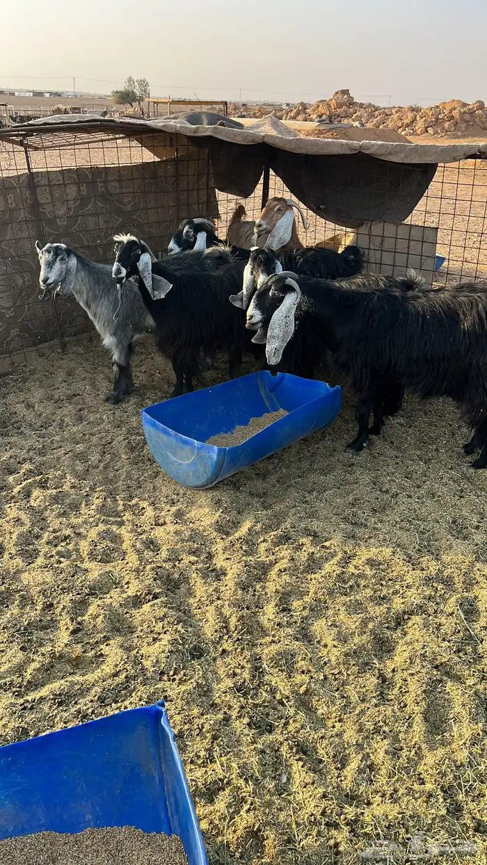 معزا عوارض ومشاريك 0