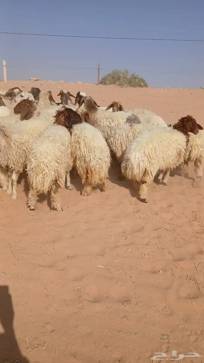 للبيع رخال 1