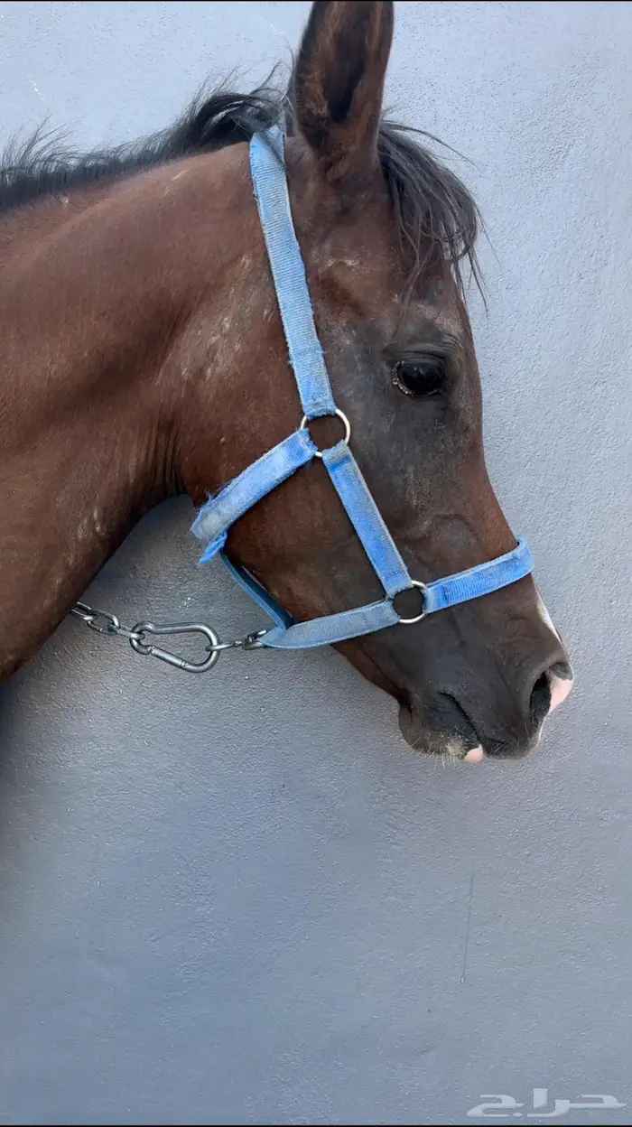 حصان مهر شعبي 2