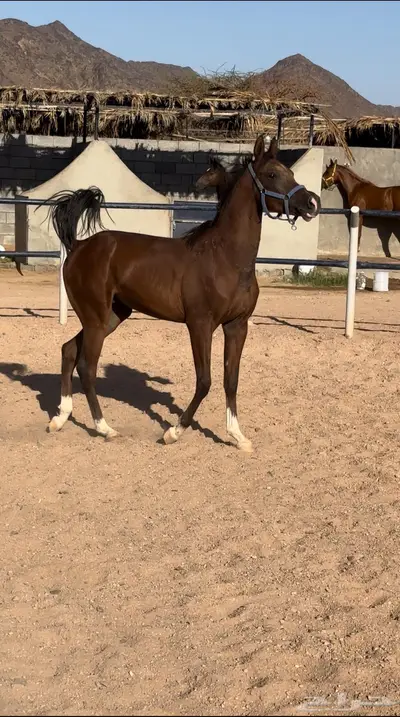 حصان مهر شعبي index