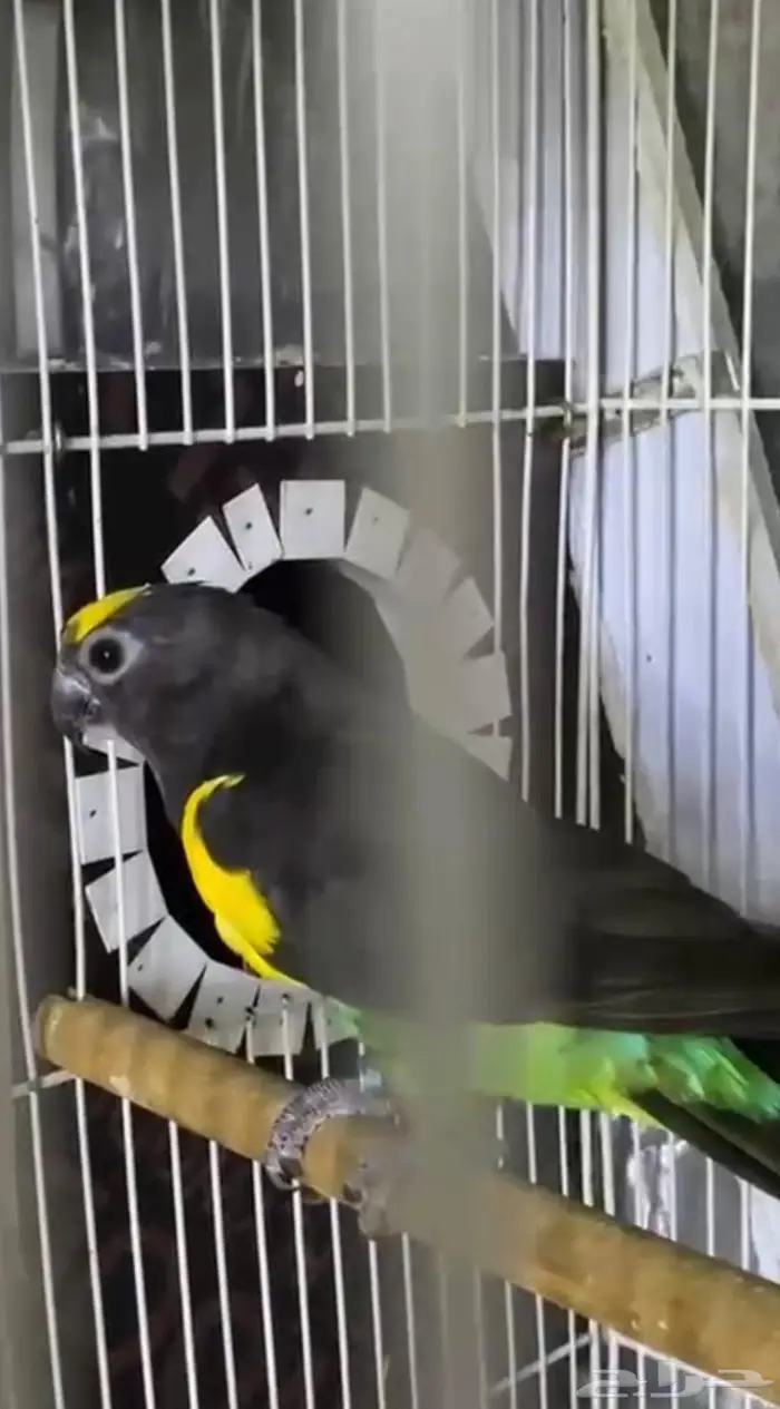 جوز ماير من نوادر الطيور 0