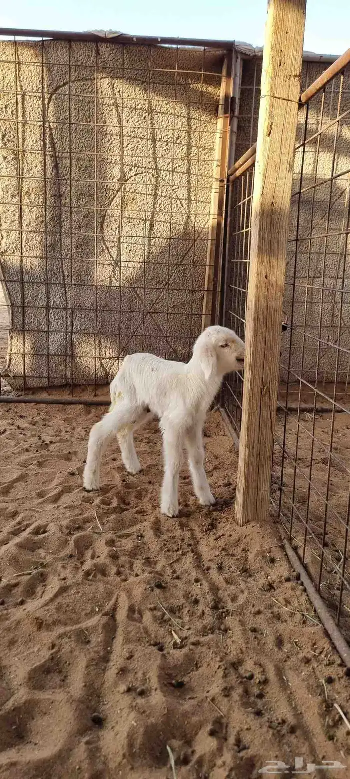 داغور حري للبيع 0