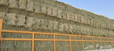 رودس ورق ناعم index