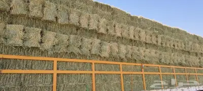 رودس ورق ناعم index