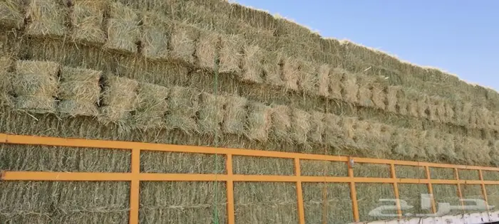 رودس ورق ناعم تم البيع 2