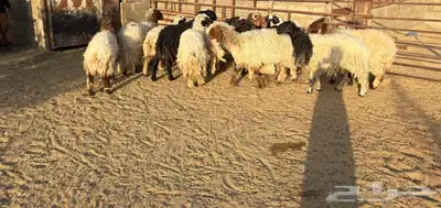 مراح غنم للبيع index