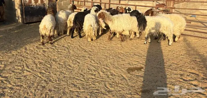 مراح غنم للبيع 1