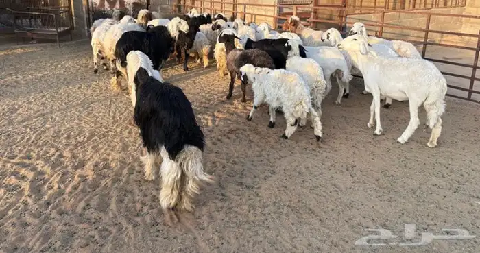 مراح غنم للبيع 4