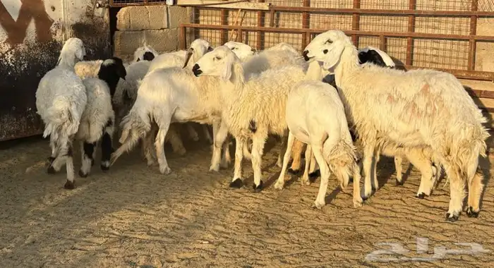 مراح غنم للبيع 3