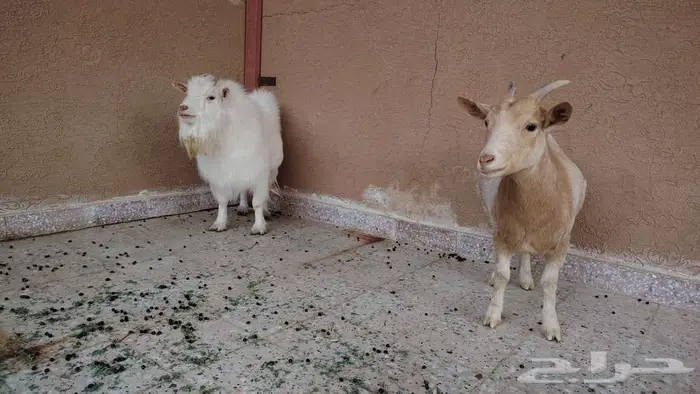 قزميات 1 فحل و3 جفرات معرفات 0