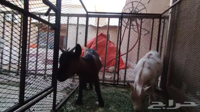 قزميات 1 فحل و3 جفرات معرفات 1