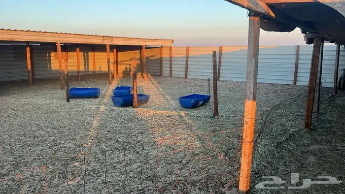 علف حرض رودس مخزن 4