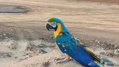 جازان حي الصفا 0