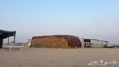 علف حرض رودس مخزن index