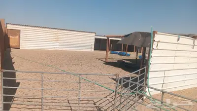 علف حرض رودس مخزن index