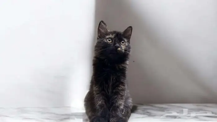 قطة شيرازية كيتن 2