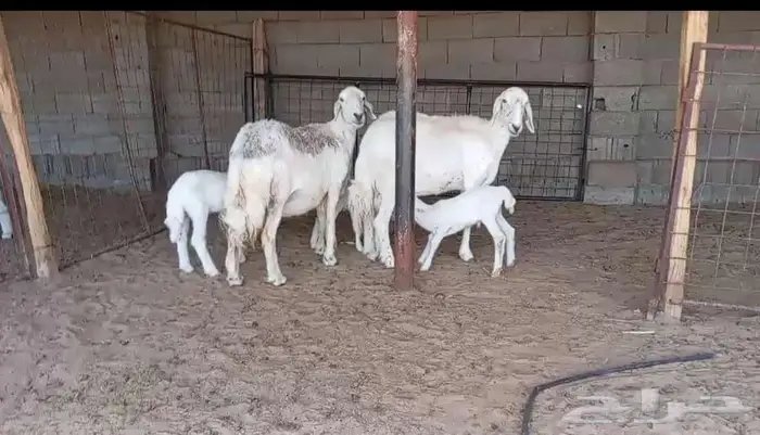 حريات مواليد طيبااات 0