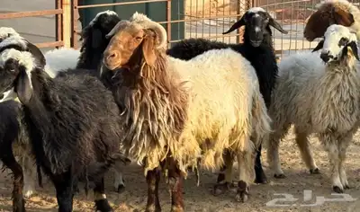 مراح غنم للبيع index