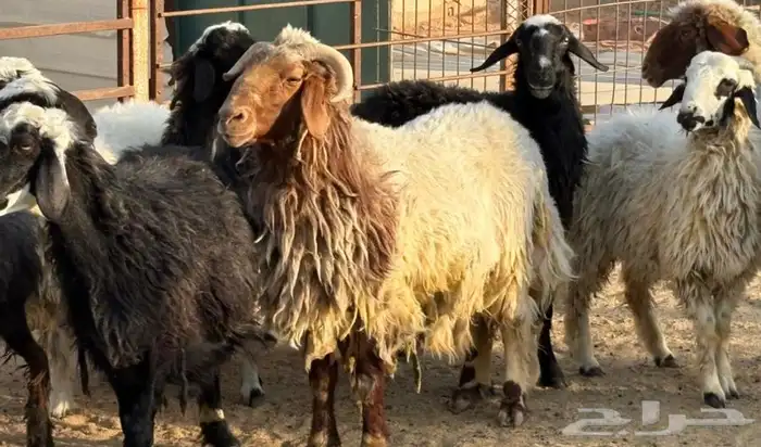 مراح غنم للبيع 2