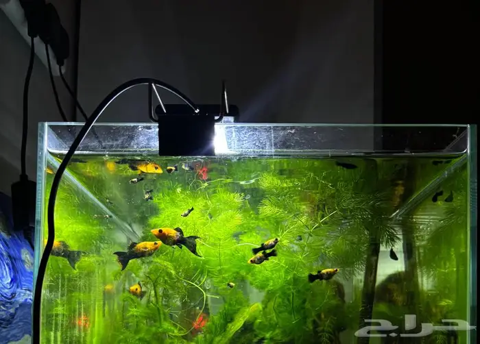 سمك زينه مولي 1