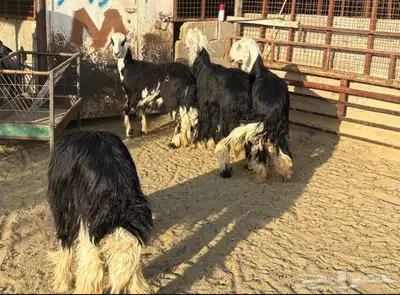 مراح غنم للبيع index