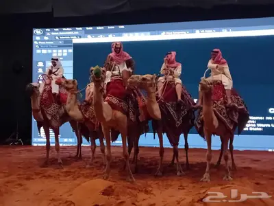 تاجير خيول وهجن وخياله وهجانه وصقور index
