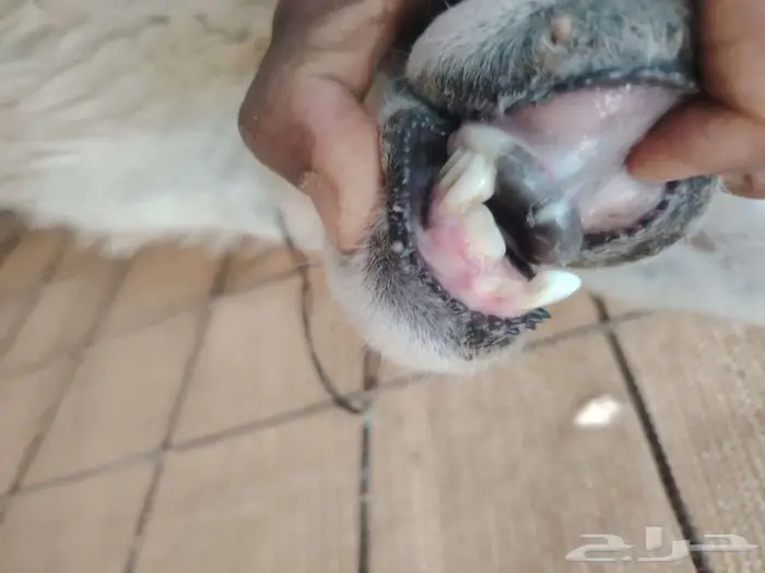 حريه مطفل مزاد 6ساعات 3