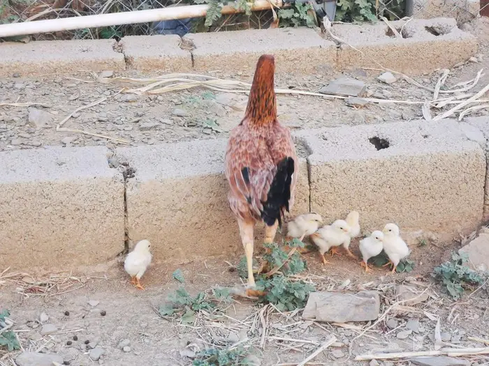 دجاجه باكستاني بفروخها 1